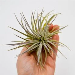 Tillandsia Plagiotropica Var. Purple
