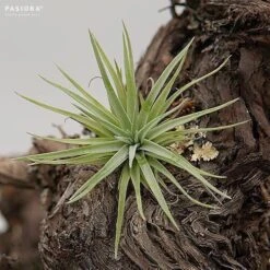 Tillandsia Plagiotropica