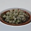 Titanopsis Schwantesii - 8,5cm