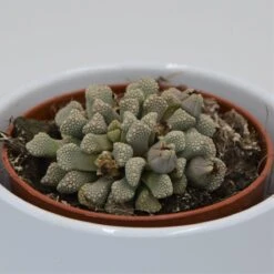 Titanopsis Schwantesii - 8,5cm