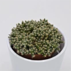 Trichodiadema Densum - 8,5cm