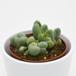 Vanheerdea Divergens - 8,5cm