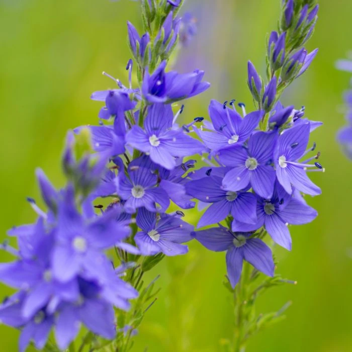 Österreichischer Ehrenpreis (Veronica Austriaca) Königsblau 1 Österreichischer Ehrenpreis (Veronica Austriaca) Königsblau