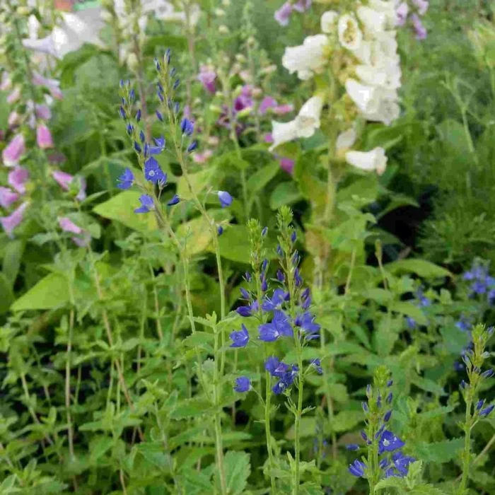 Österreichischer Ehrenpreis (Veronica Austriaca) Königsblau 3 Österreichischer Ehrenpreis (Veronica Austriaca) Königsblau - Image 3