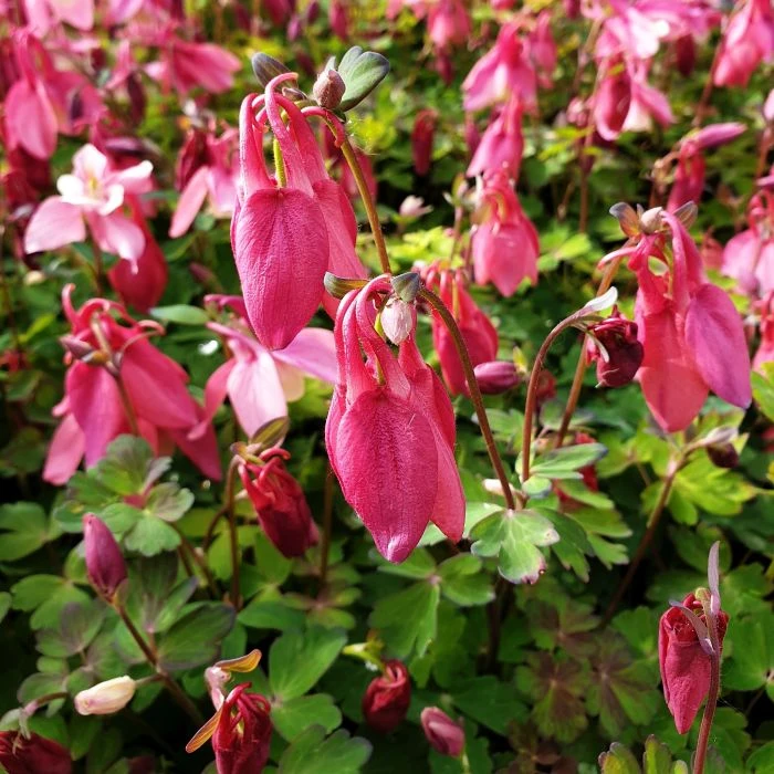 Akelei (Aquilegia Flabellata) SPRING MAGIC Rose White 5 Akelei (Aquilegia Flabellata) SPRING MAGIC Rose White - Image 5