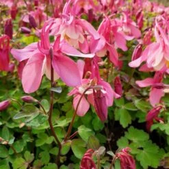 Akelei (Aquilegia Flabellata) SPRING MAGIC Rose White 9 Akelei (Aquilegia Flabellata) SPRING MAGIC Rose White -Günstiges Lichtnelke Geschäft winky rot2 Staudengrtnerei Bargest