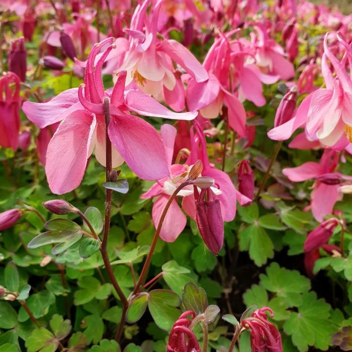 Akelei (Aquilegia Flabellata) SPRING MAGIC Rose White 4 Akelei (Aquilegia Flabellata) SPRING MAGIC Rose White - Image 4