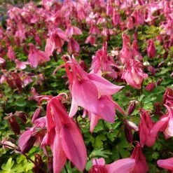 Akelei (Aquilegia Flabellata) SPRING MAGIC Rose White 11 Akelei (Aquilegia Flabellata) SPRING MAGIC Rose White -Günstiges Lichtnelke Geschäft winky rot Staudengrtnerei Bargest