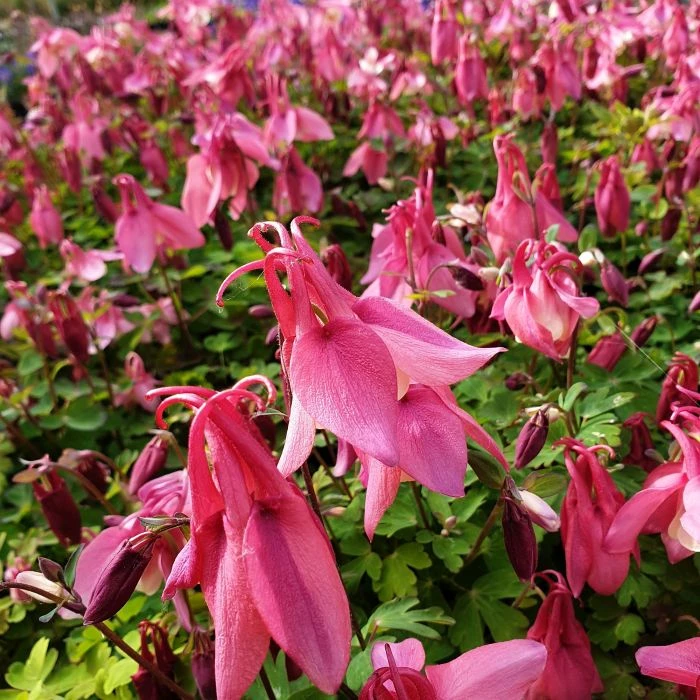 Akelei (Aquilegia Flabellata) SPRING MAGIC Rose White 6 Akelei (Aquilegia Flabellata) SPRING MAGIC Rose White - Image 6
