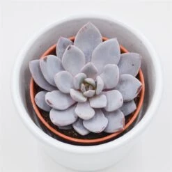 X Graptoveria Lulu - 5,5cm