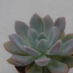 X Graptoveria Opalina - 8,5cm
