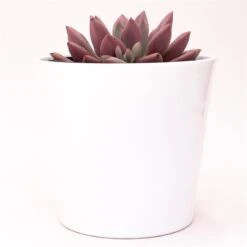 X Graptoveria Pink Donna - 13cm