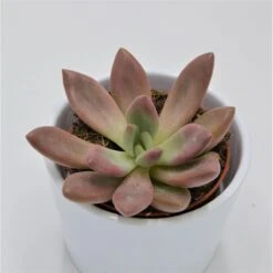 X Graptoveria Pink Donna - 8,5cm