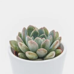 X Pachyveria Aurora - 6cm -Günstiges Lichtnelke Geschäft x pachyveria aurora 6cm2