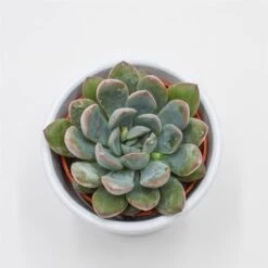 X Pachyveria Aurora - 6cm