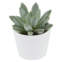 X Pachyveria Bea - 5,5cm