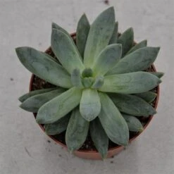 X Pachyveria Bea - 8,5cm