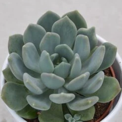 X Pachyveria Corvus - 10,5cm