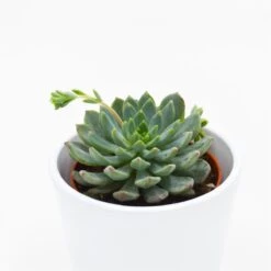 X Sedeveria Blue Elf - 8,5cm