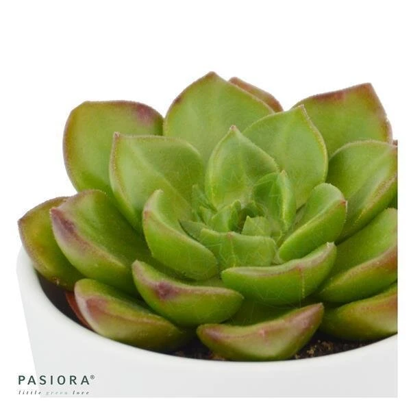 X Sedeveria Letizia - 5,5cm 3 X Sedeveria Letizia - 5,5cm – Bild 3