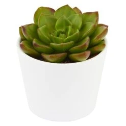 X Sedeveria Letizia - 5,5cm 8 X Sedeveria Letizia - 5,5cm -Günstiges Lichtnelke Geschäft x sedeveria letizia 5cm3