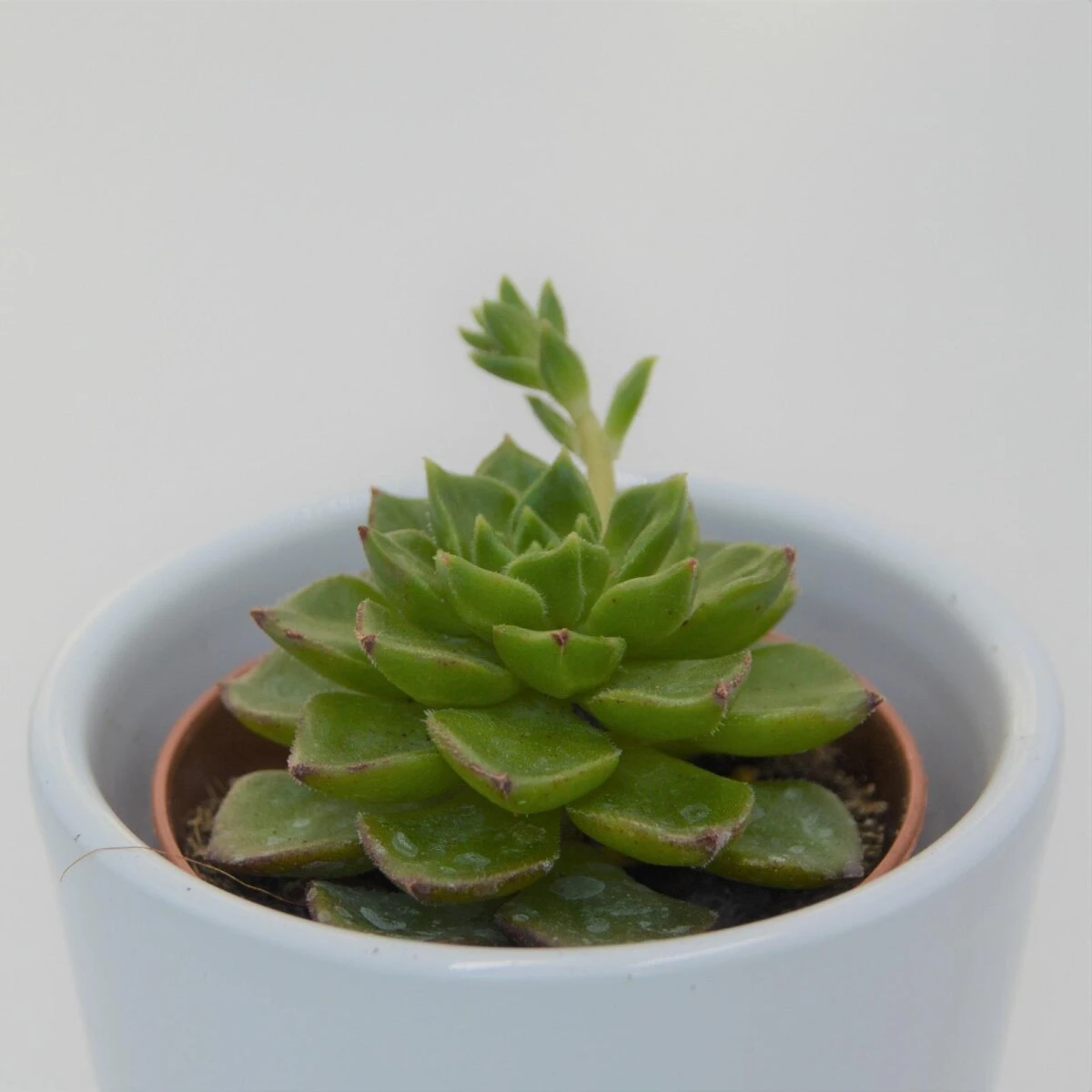 X Sedeveria Letizia - 5,5cm 2 X Sedeveria Letizia - 5,5cm – Bild 2